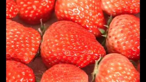 草莓国产在线视频